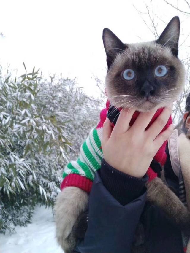 吐槽暹罗猫一遇冷就变成了黑煤球网友看后绝对是纯种