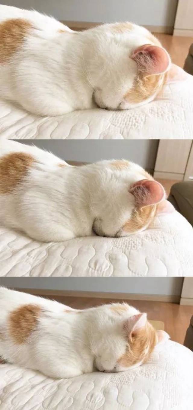 看着他睡觉,莫名有种幸福感 roa从小就特别贪睡 而且还非常喜欢趴着睡