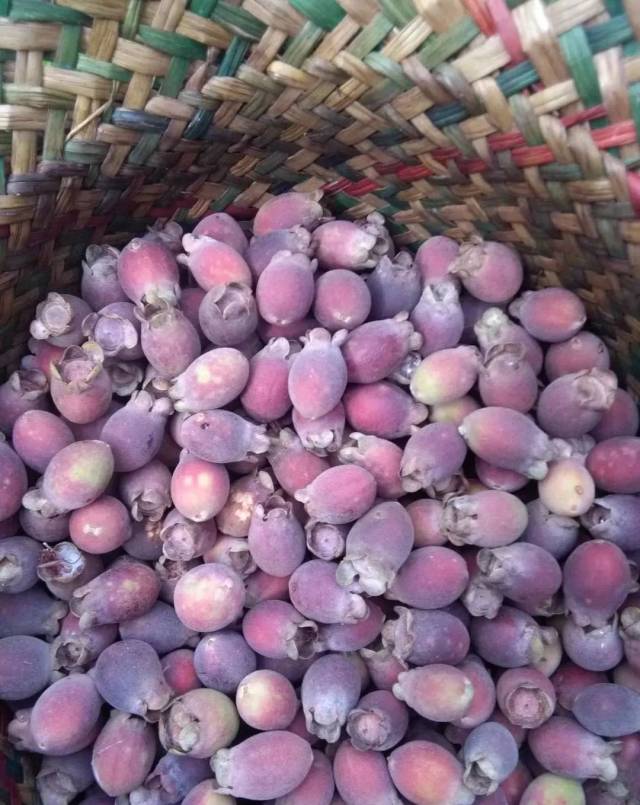 "山尼","罗尼",专门生长在偏酸性土壤的山岗上,我国南方各省皆有分布