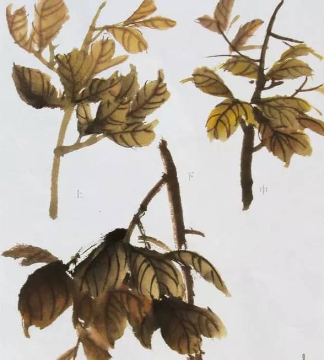 国画牡丹叶子和枝干的画法简单易学