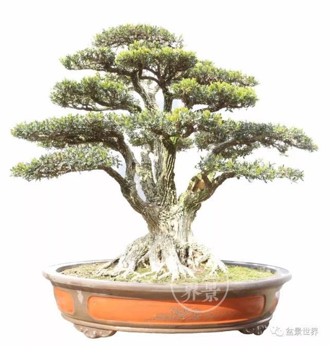 最美的100盆黄杨盆景(建议收藏)