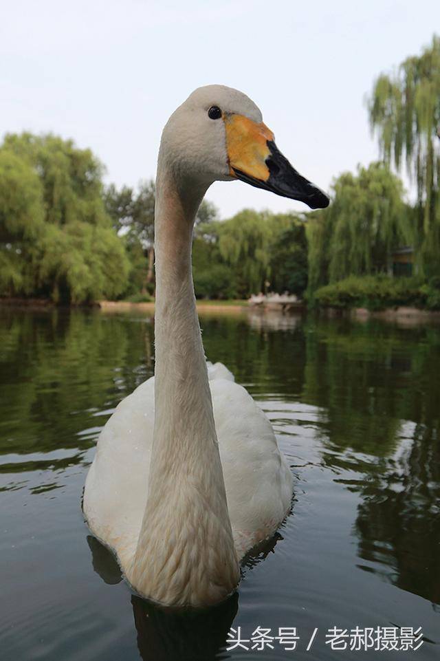 大白天鹅头部变型照