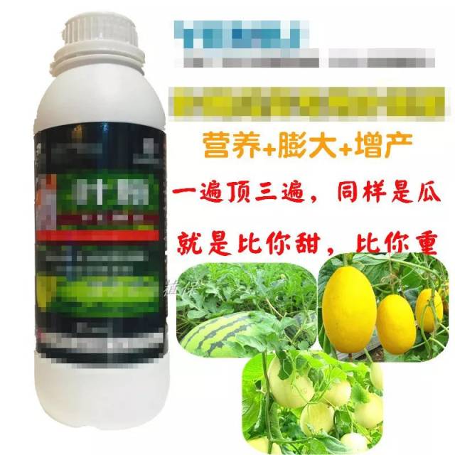 今天的甜瓜多数是非自然授粉的,使用了坐果灵,它非但不能败火,甚至