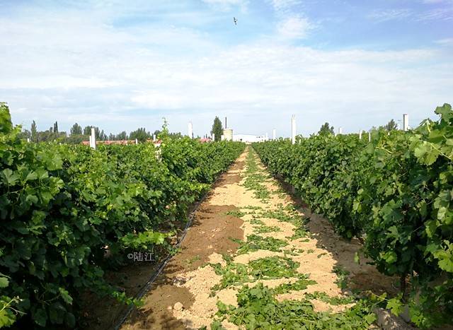 中国最西的葡萄酒产区伊犁河谷