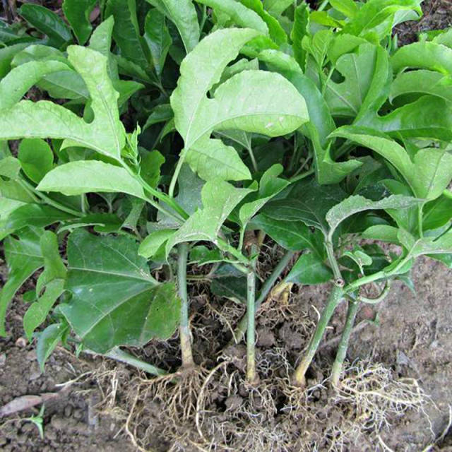 烂在山里没人管,现在个个抢着要的几种果树,懒人也能养