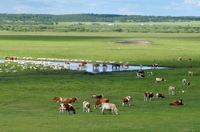 呼伦贝尔夏季草原美,牛羊肥,马儿壮,牧民套马上演速度与激情