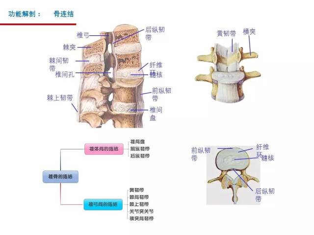 第一颈椎解剖图图片