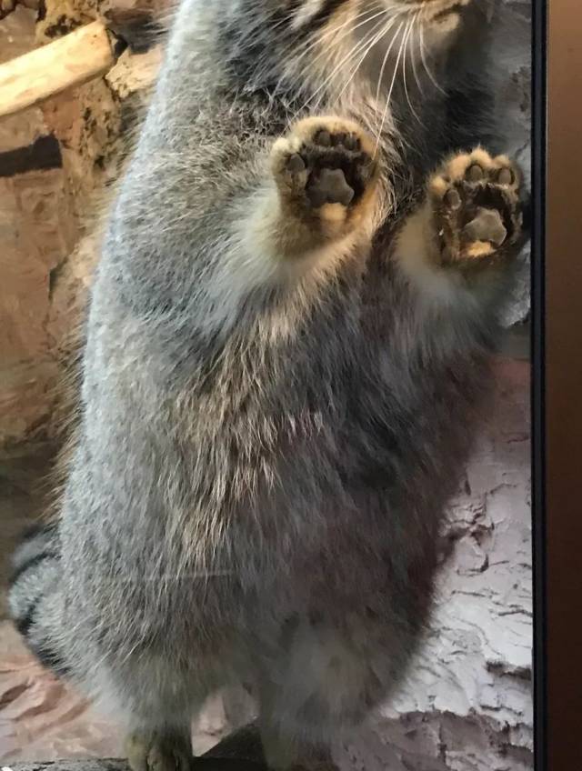 谁说兔狲大爷只能靠表情包?人家的爪爪也萌着呢!
