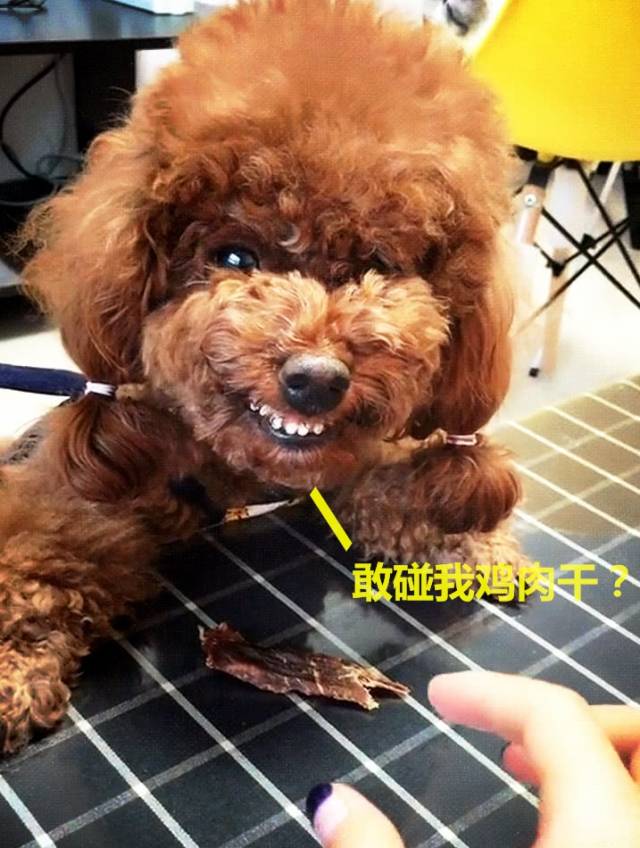 泰迪为护食对主人龇牙,亮出菜刀后立马变脸,反差笑哭众人
