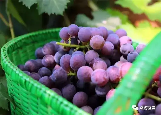 龙泉镇青龙村盛牧葡萄园邀您共品夏日的甜蜜!