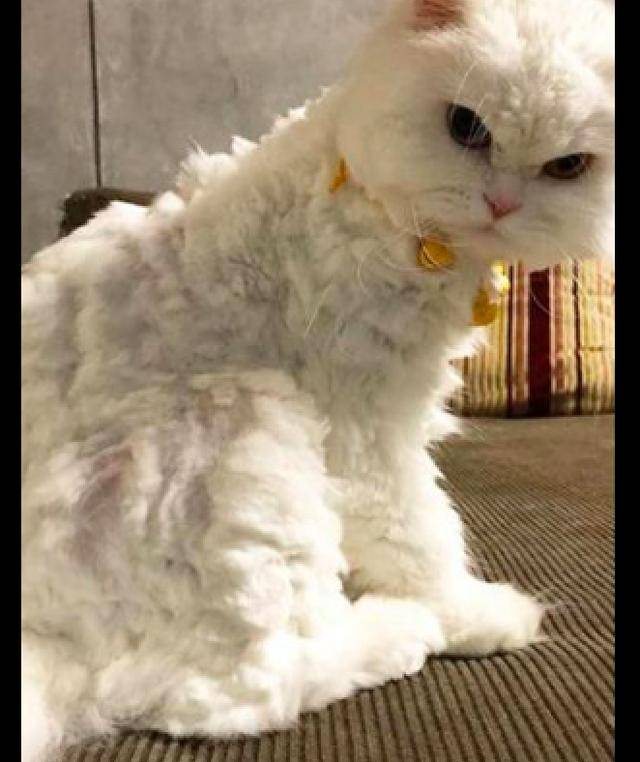 网友亲自给猫咪剪毛发结果却剪得参差不齐的这是绵羊猫