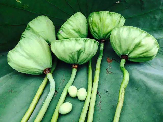 荷花又名莲花,芙蕖,水芝,水芙蓉等,《本草纲目》中讲到:"莲茎上负荷叶