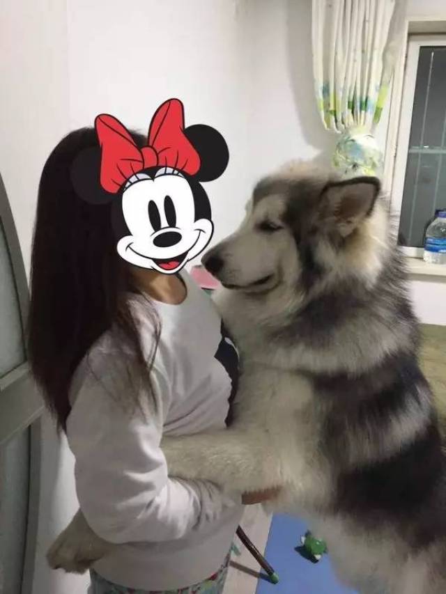 如果遇到养阿拉斯加的妹纸,就赶紧娶了吧!