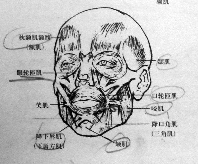 素描基礎教程和素描基礎知識的講解,怎樣才能畫好人體素描?