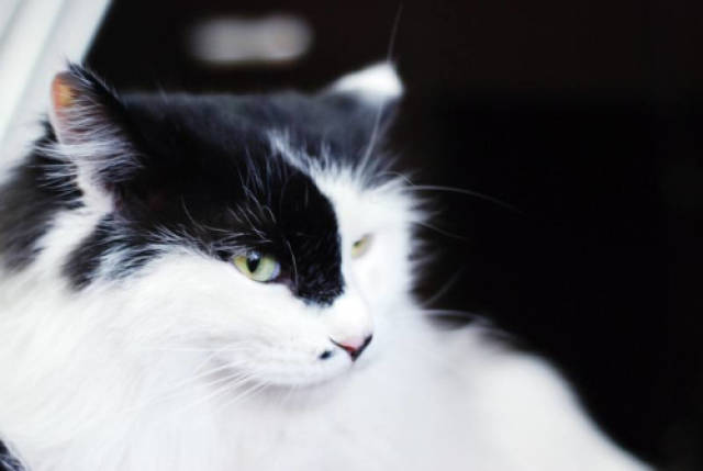 母猫做绝育还嚎春不了,母猫绝育后嚎春怎么办