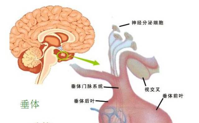 颅咽管瘤解剖位置图片