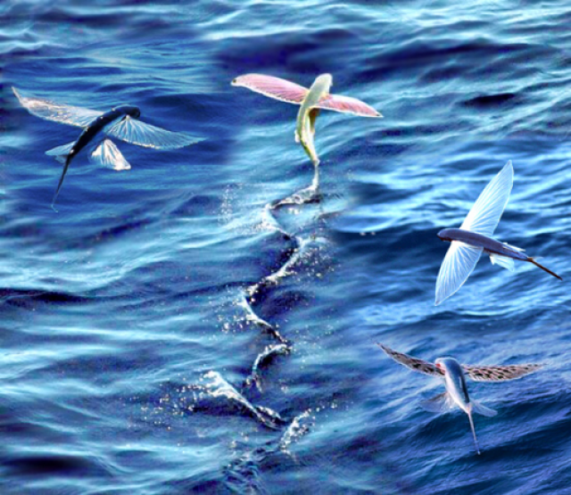 會飛的魚:海洋中的天空之鳥