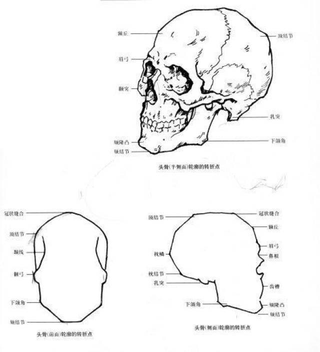 头颅解剖图素描图片