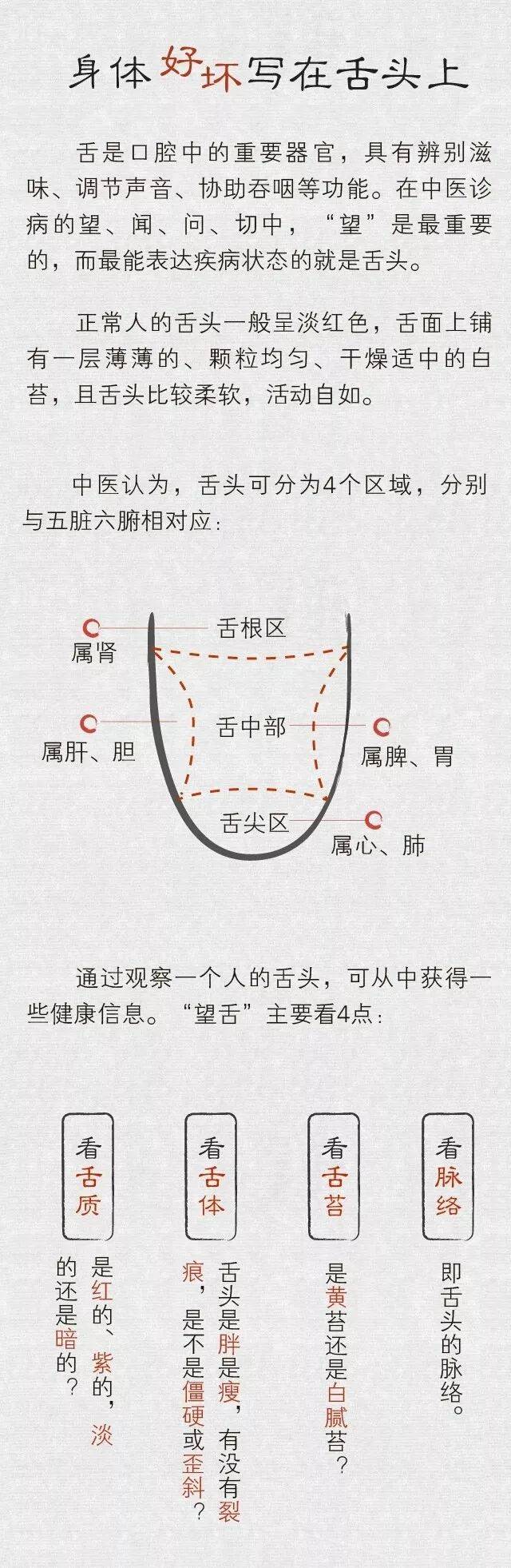 舌头分解图图片