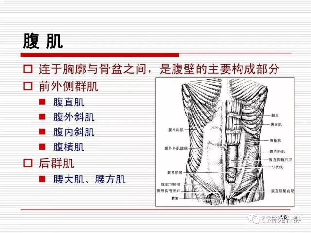 人體系統解剖之運動系統