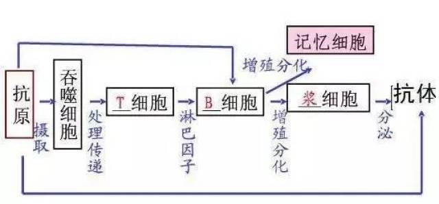 疫苗的作用机理:当人体接种疫苗后会引起免疫反应,既引起t细胞和b细胞