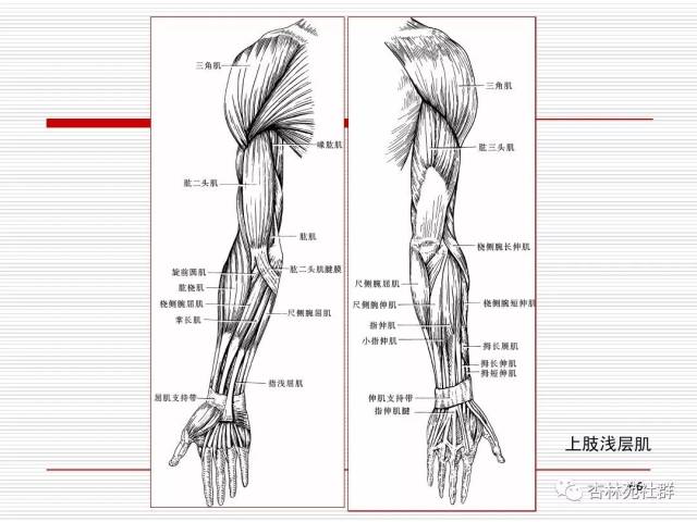 人體系統解剖之運動系統