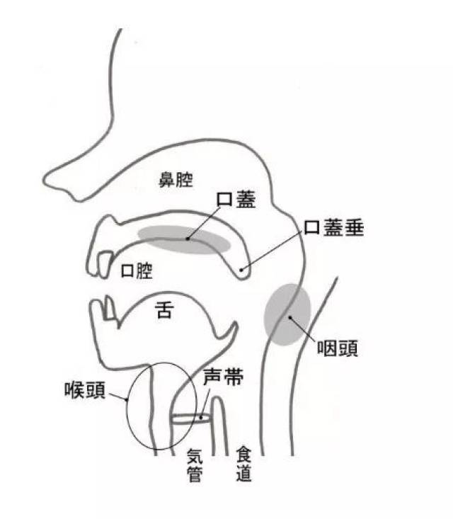▎声带不是发出声音的器官 ——新生児も6カ月を过ぎると声を発するよ