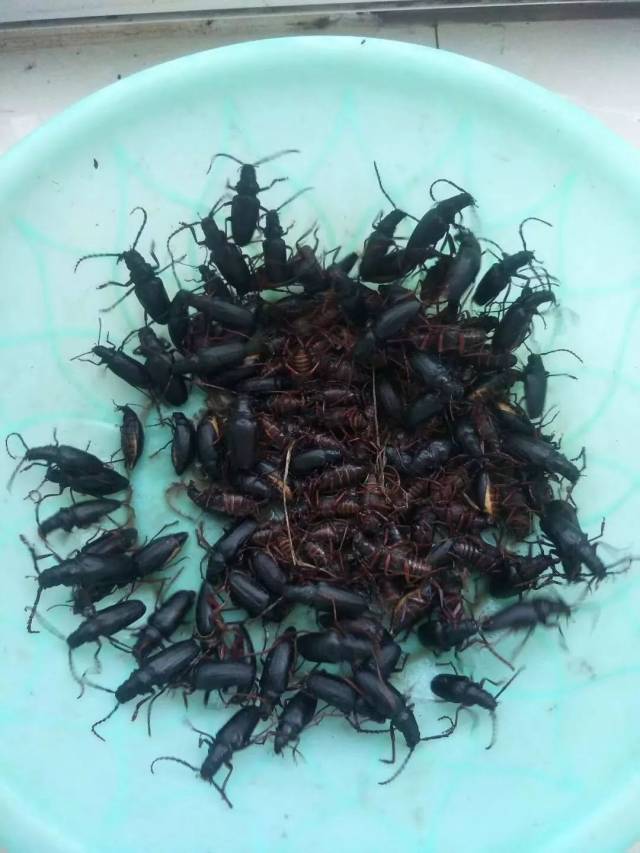 赤峰捡水牛的注意了,重要通知!