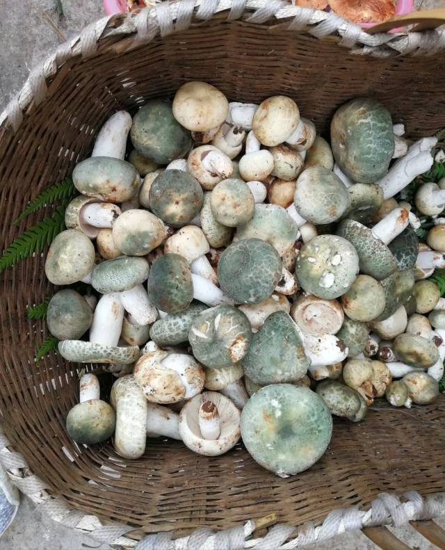 舌尖上的美食——宣威野生菌