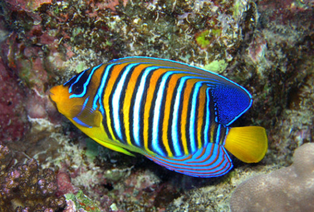 鱼类,是最古老的脊椎动物,世界上有超过36000种鱼类,而我们常见的只有