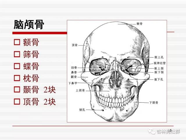 人头颅骨结构图片图片