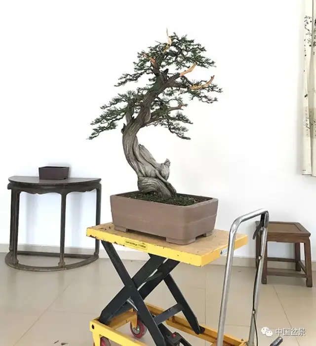 浙派盆景大师作品欣赏