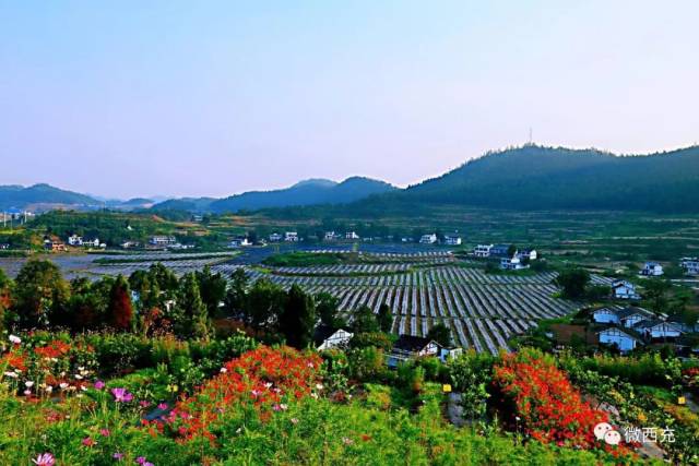 万寿菊花开成海,西充周边游又有好地方去了