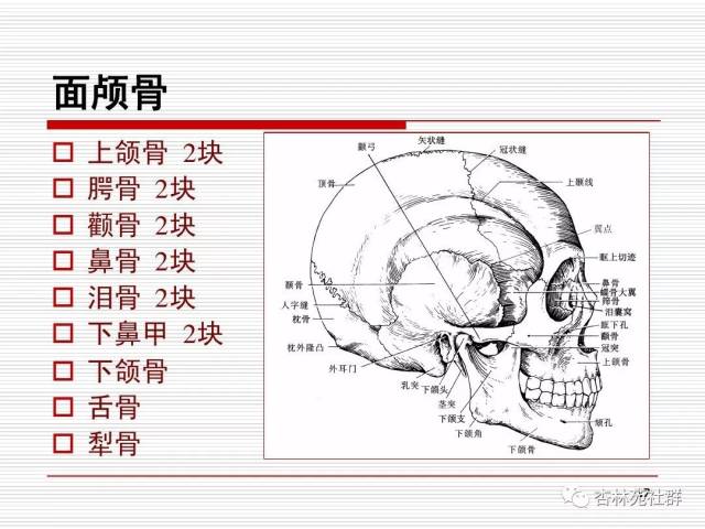 头颅体表定位标志图片
