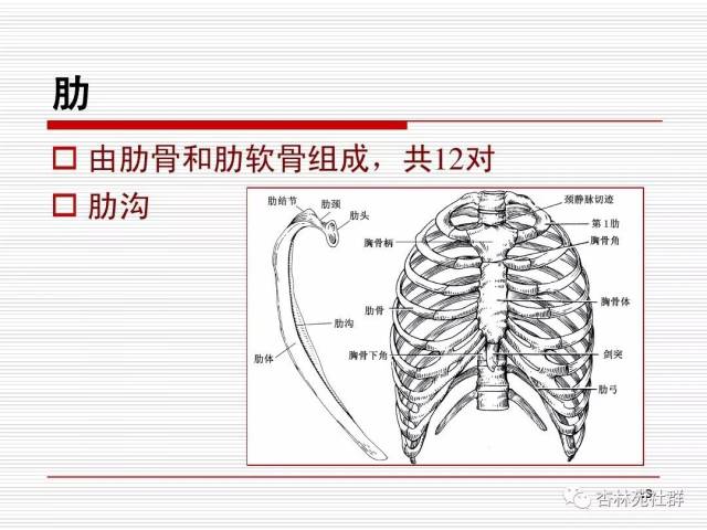 人體系統解剖之運動系統