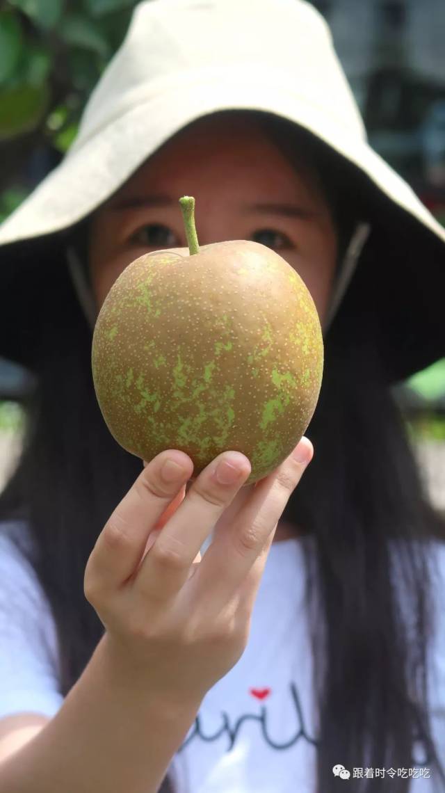 皮薄多汁的树山翠冠梨今起上市!吃货们!口福来啦!