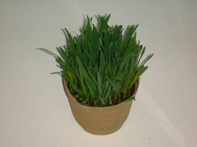 猫吐毛球一般吐哪里,短毛猫吐毛频率