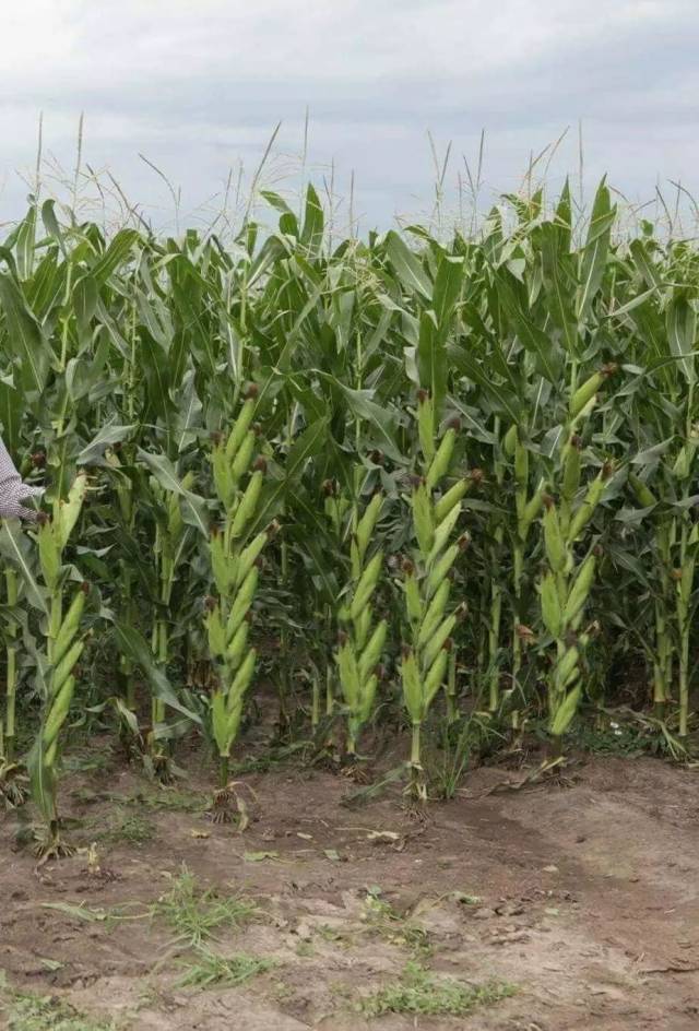 "各地春玉米陆续进入吐丝期,有农民朋友在田间发现了多穗植株,咨询小