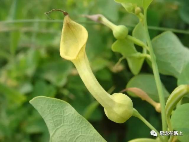 护肝养肾,远离含马兜铃的中成药