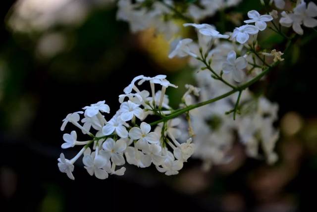歌词: 我爱丁香唱丁香,丁香歌里飘花香; 白花淡淡如晨雾,紫花艳艳似