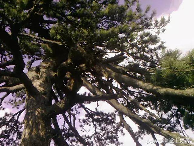 易县的"千年古松"