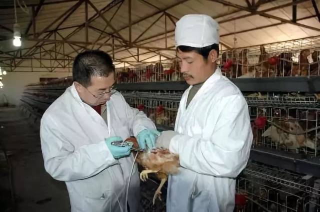 对于家禽养殖来说,给鸡打针是一门技术活,虽然看似简单,但是其中有