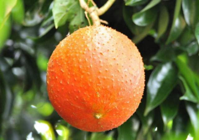 农村这种"血果",味如榴莲,入药功效大,消肿散结还能治痔疮!