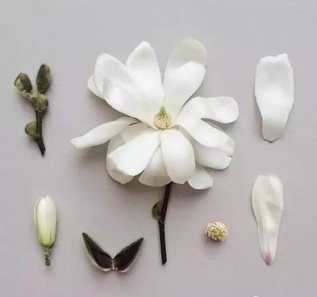 gardenia crinum bauhiniagalpinii spider flower amaryllis jasmine