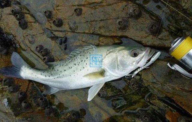 路亚施钓鲈鱼简易上手钓鱼教程收获一条10斤凶猛巨型鲈鱼
