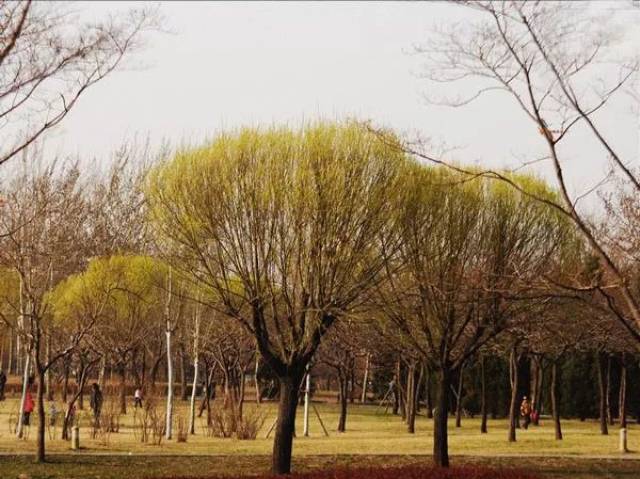 北方城市绿化中乔木树种选择的4个方向