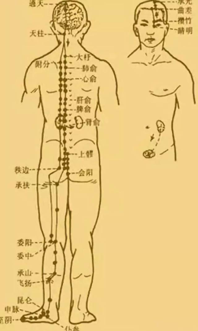 膀胱经 女性图片