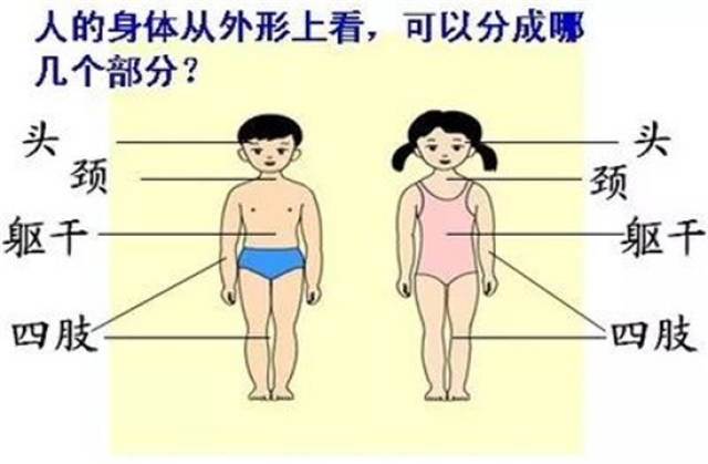 【佳悦教案】我的身体