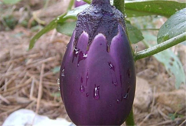 罕见的5种紫色蔬菜,我猜你只吃过茄子