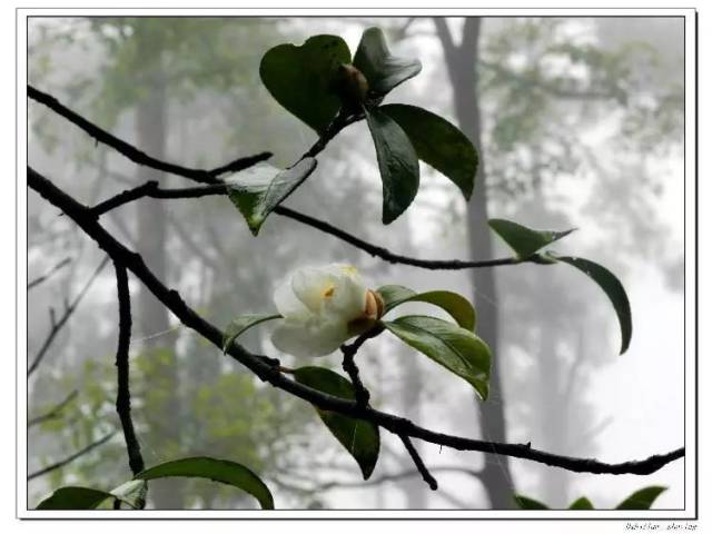 夜讀|《白色山茶花》(席慕蓉)